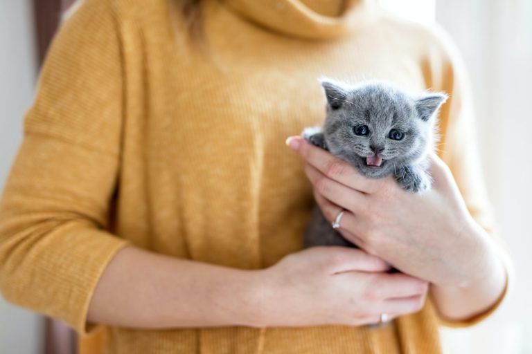 baby-cat-held-by-a-woman-