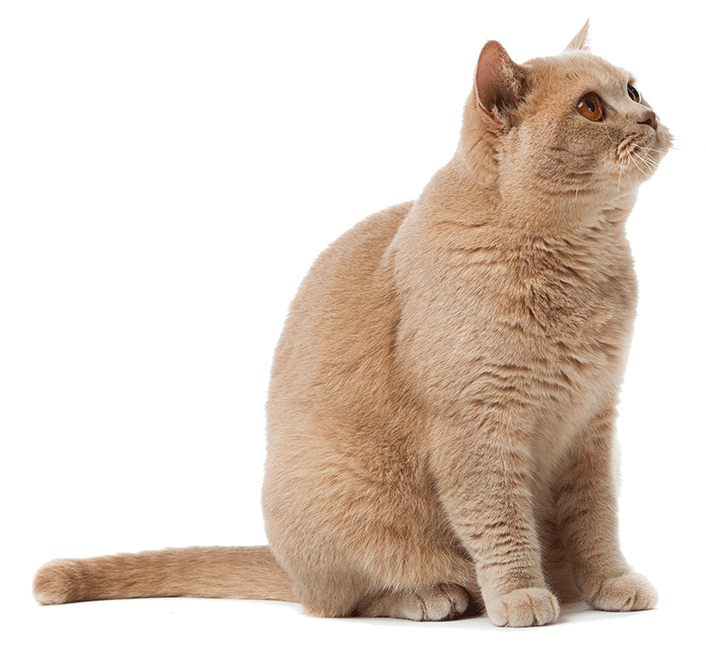 cat-1
