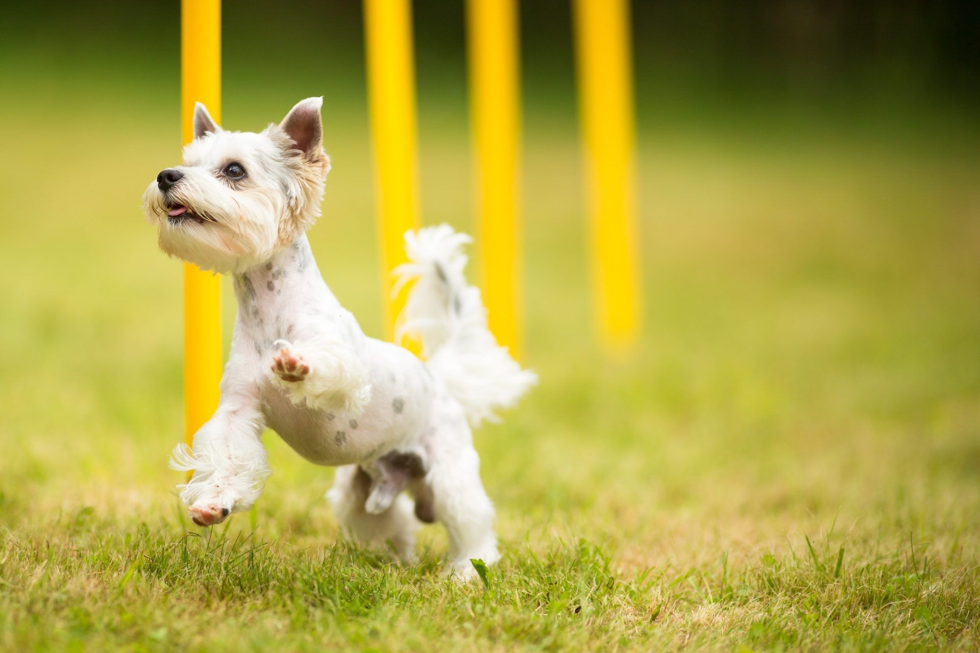 cute-little-dog-doing-agility-drill-running-slalom