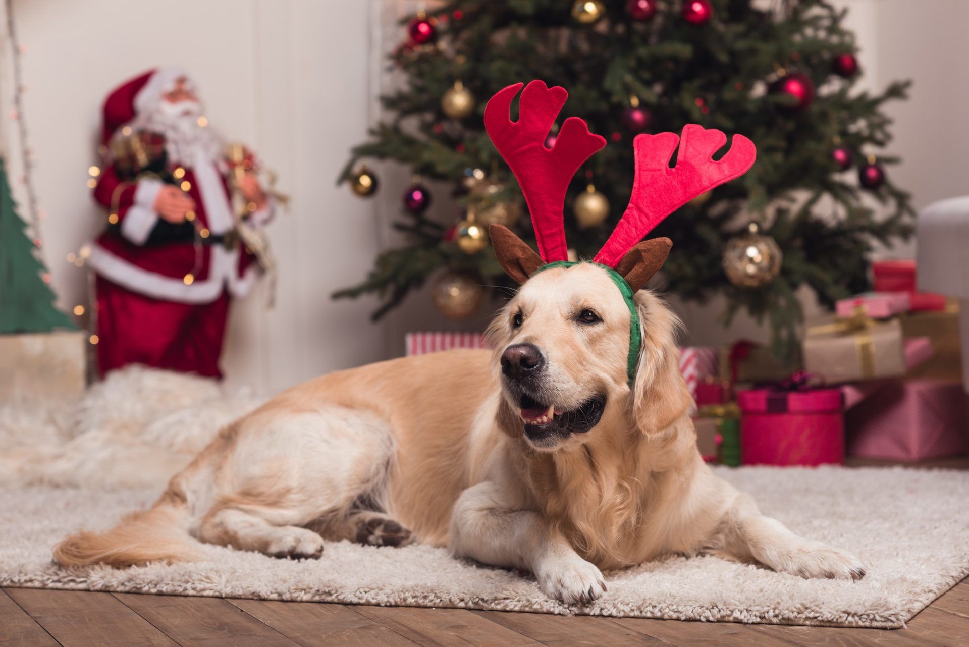 funny-golden-retriever-dog-in-antlers-lying-on-carpet