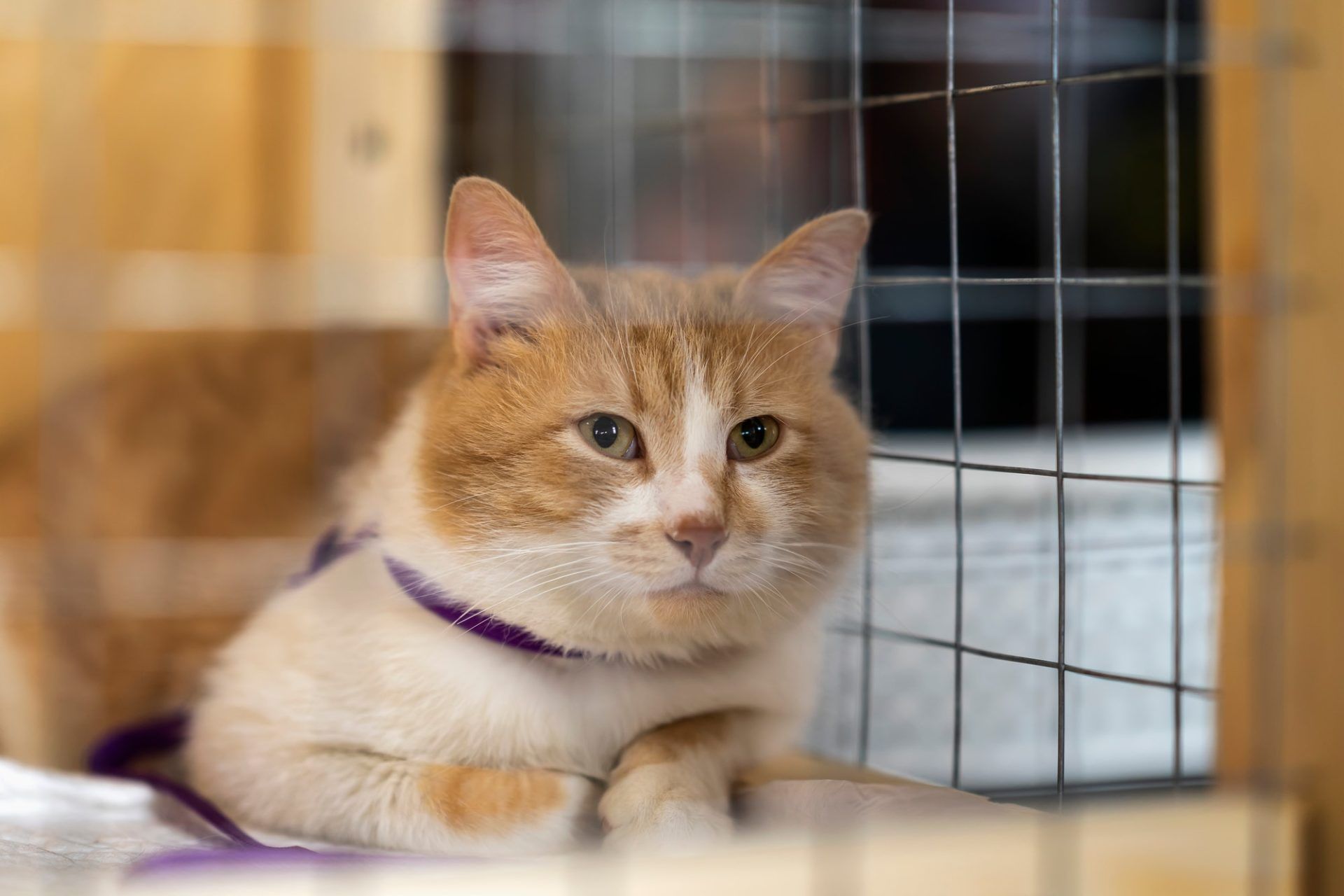 lonely-red-white-cat-looking-with-hope-from-lattice-of-cell