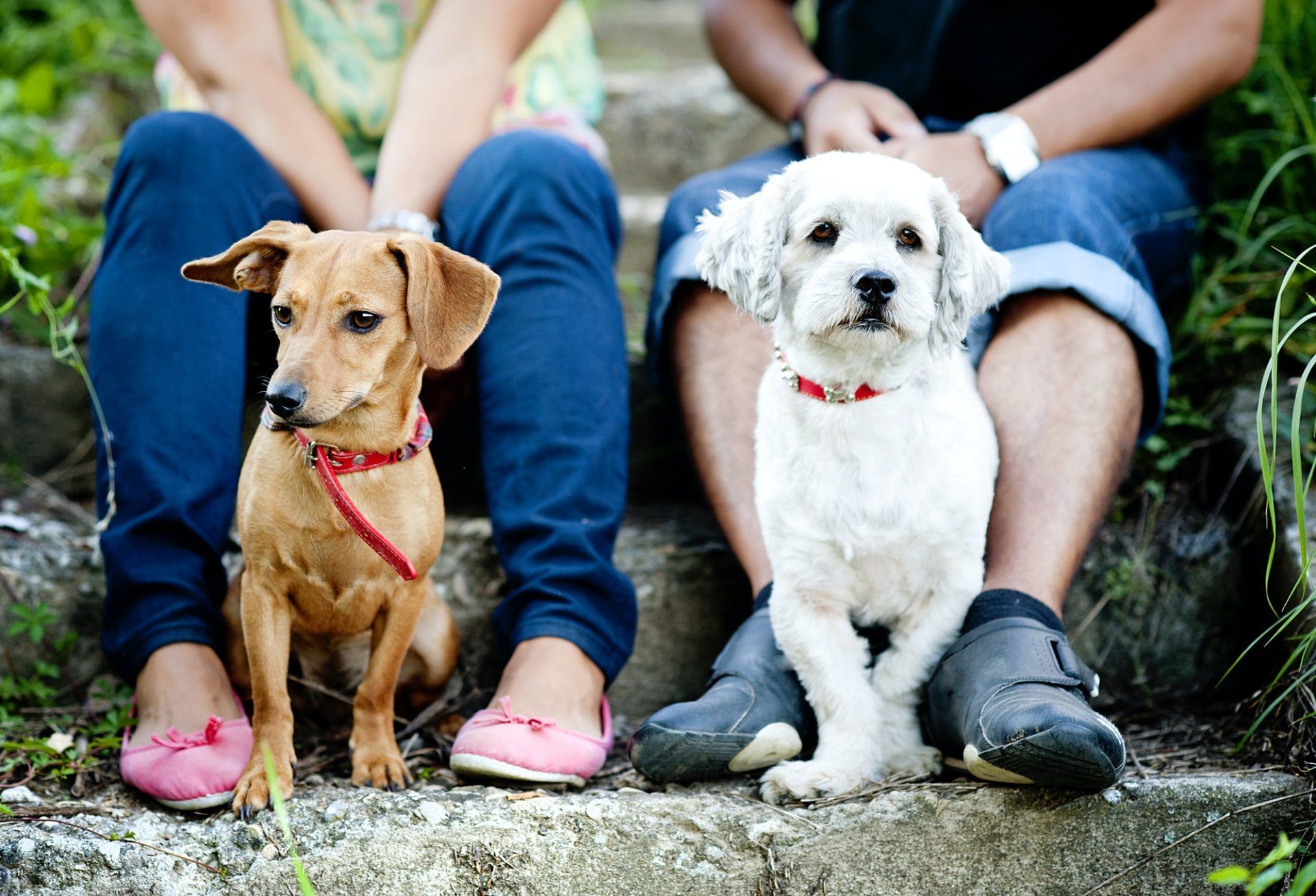 young-couple-with-dogs