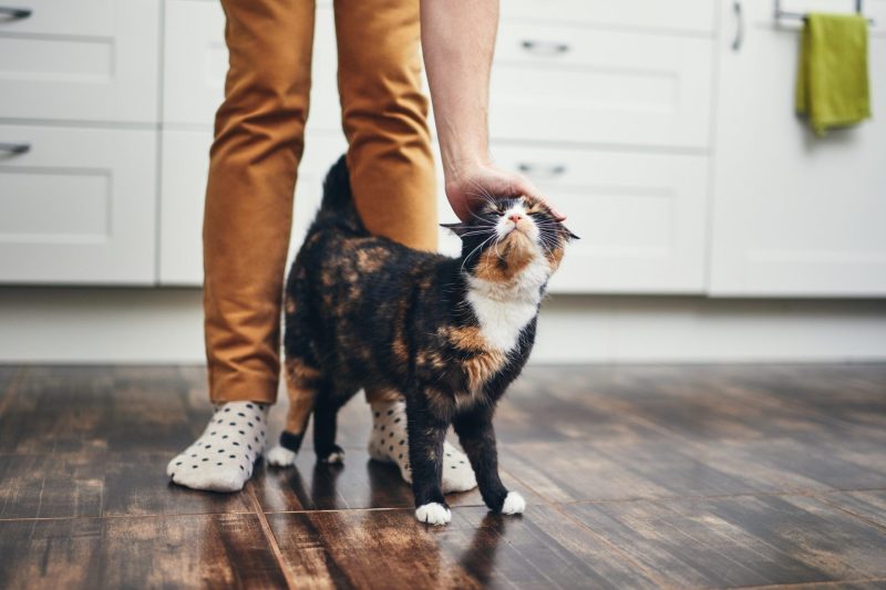domestic-life-with-cat