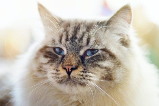 ragamuffin-cat